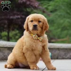 Lucas, Golden Retriever Puppy
